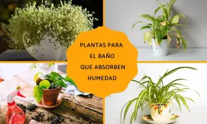 Plantas para el baño que absorben humedad: un helecho frondoso, una planta de interior en maceta blanca, una planta de hoja verde en maceta de terracota y una planta araña en una taza decorativa.