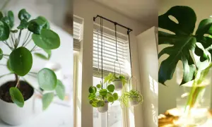 Plantas que purifican el aire: un Pilea Peperomioides, plantas colgantes y una hoja de Monstera en agua.