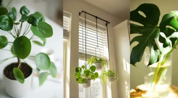 Plantas que purifican el aire: un Pilea Peperomioides, plantas colgantes y una hoja de Monstera en agua.
