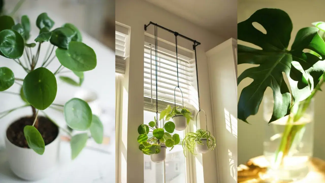 Plantas que purifican el aire: un Pilea Peperomioides, plantas colgantes y una hoja de Monstera en agua.