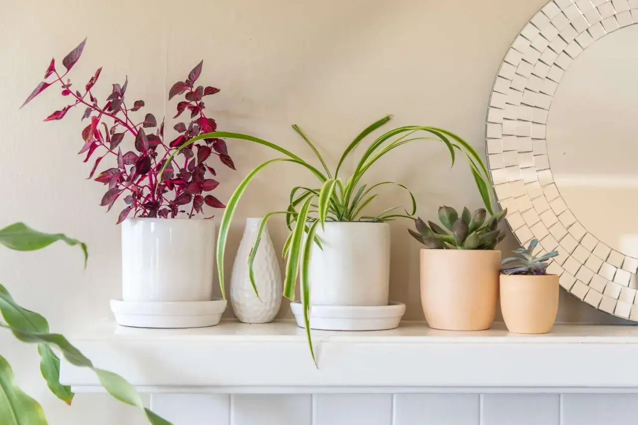 Estantería con plantas que purifican el aire: una planta de hojas rojas, una planta araña y suculentas, junto a un espejo decorativo.