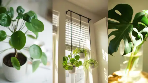 Plantas que purifican el aire: un Pilea Peperomioides, plantas colgantes y una hoja de Monstera en agua.
